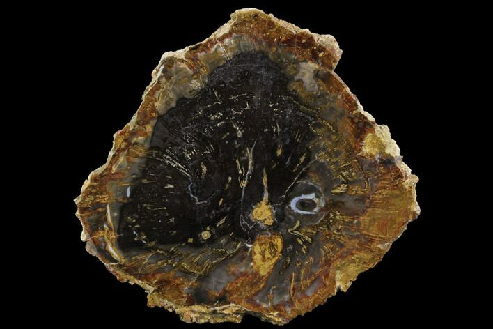 Miocene Petrified Wood (Conifer) Slab - Nevada #91424
